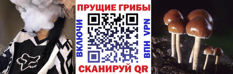 Псилоцибиновые грибы Psilocybe Купить Магадан